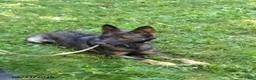German Shepherd dogs for sale: Lucy - Ad 3
