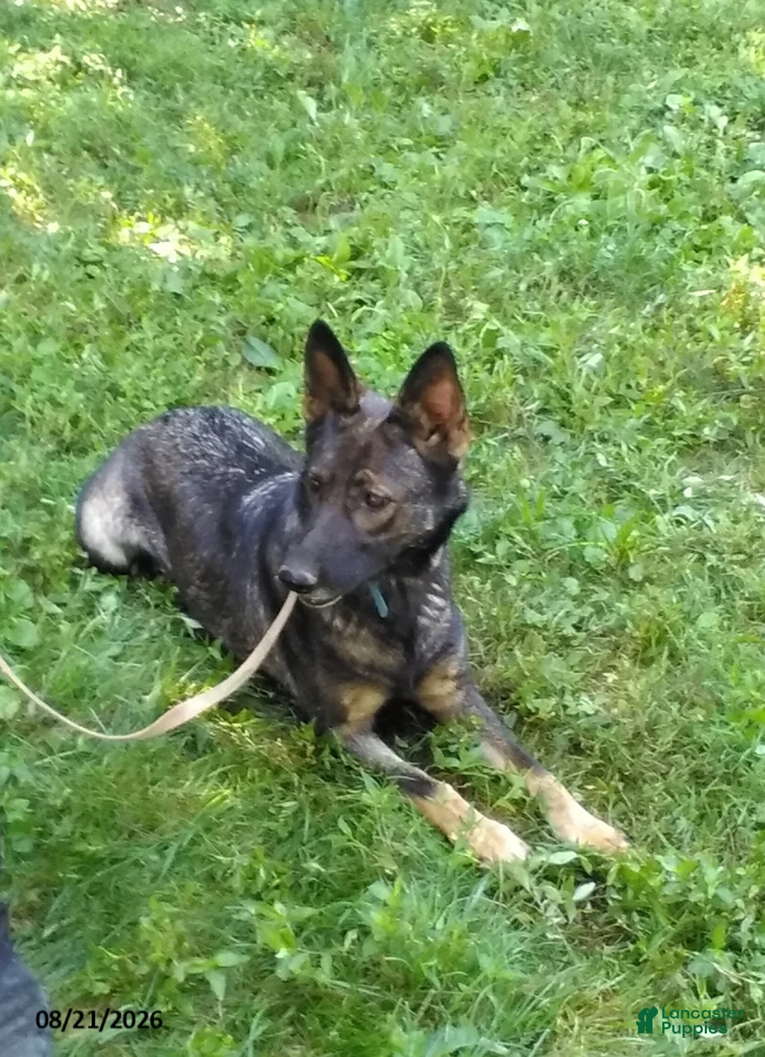 German Shepherd dogs for sale: Lucy - Ad 3