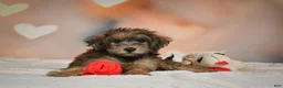Yorkiepoo dogs for sale: Buttercup - Ad 9