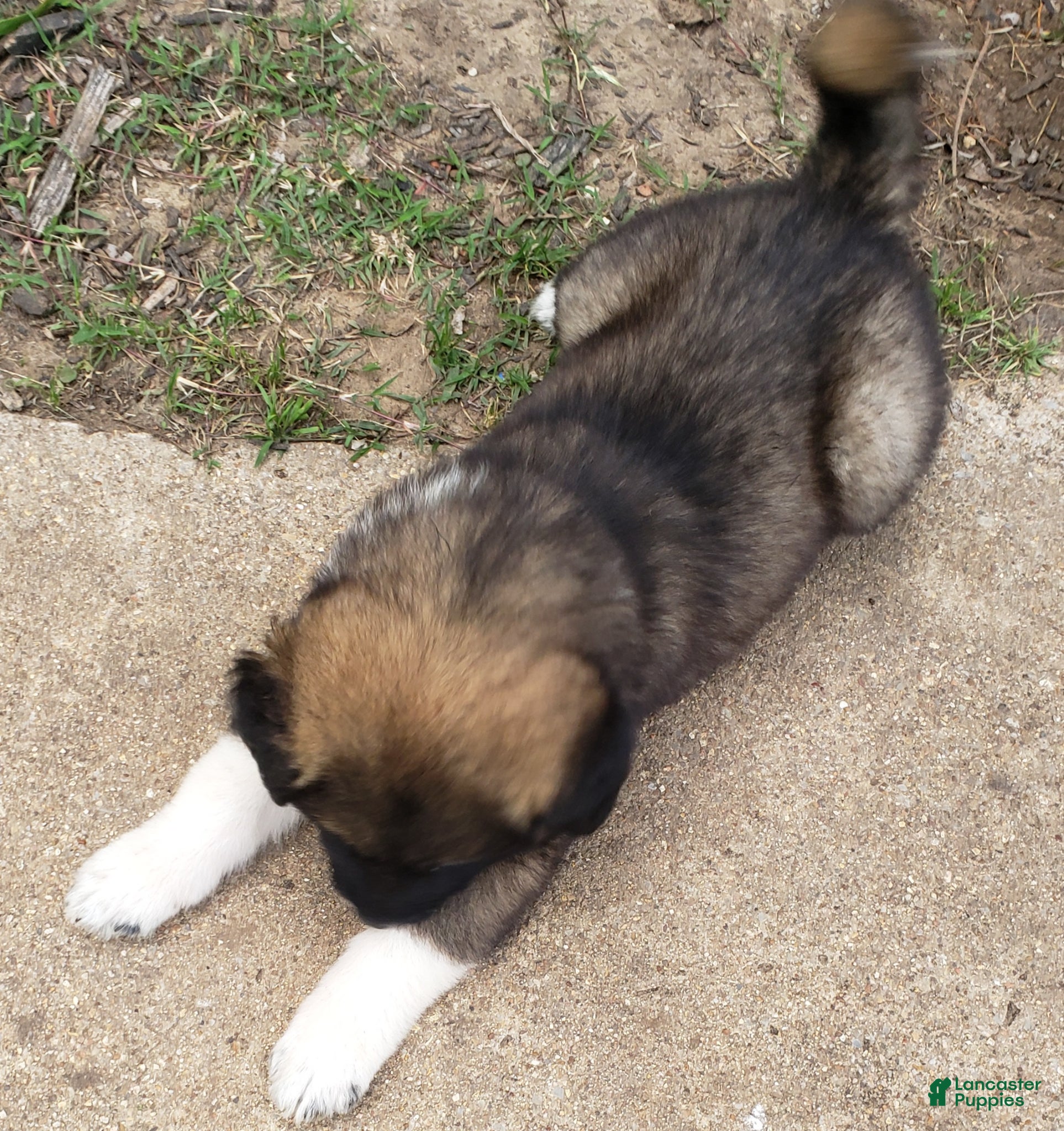 Caucasian Shepherd Dog dogs for sale: Caucasian Shepherd Dog Puppy 7 - Ad 1