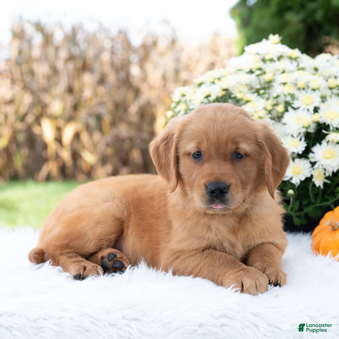 Golden Retriever dogs for sale: Gloria  - Ad 1