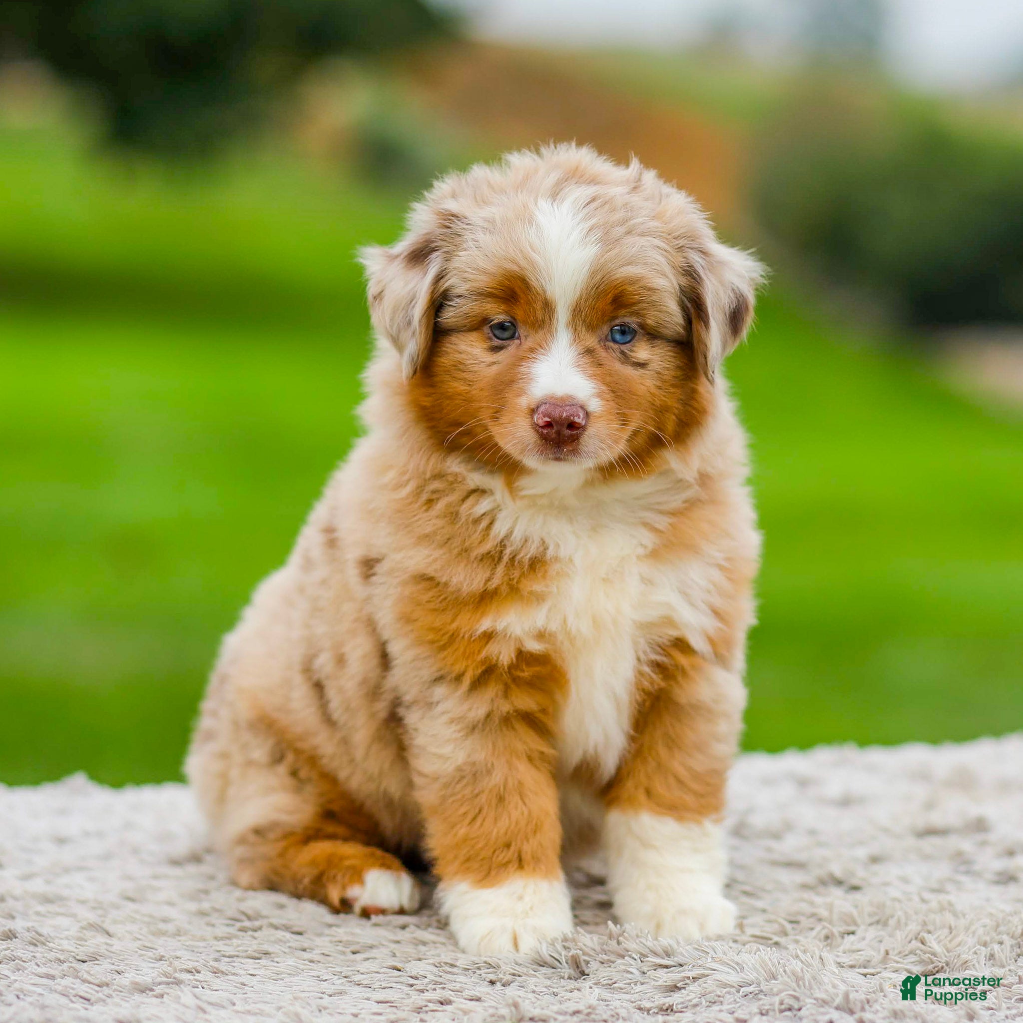Miniature Australian Shepherd dogs Garret - Ad 1