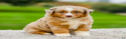 Miniature Australian Shepherd dogs for sale: Garret - Ad 5