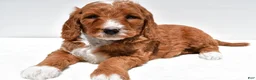 Mini Goldendoodle dogs for sale: Archer - Ad 1