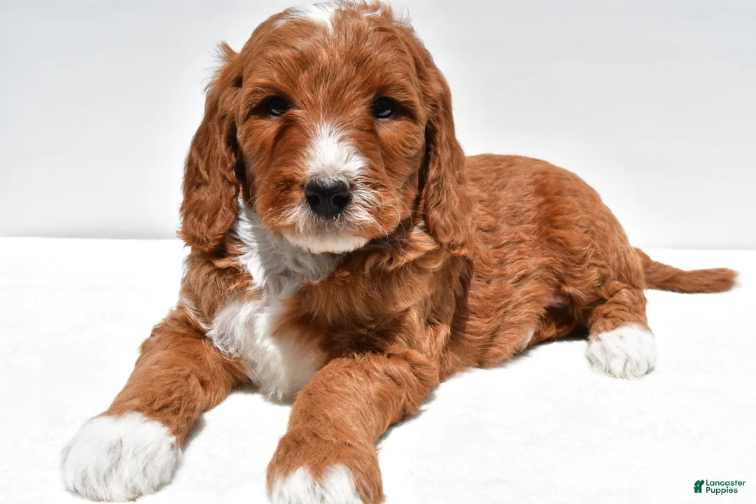 Mini Goldendoodle dogs for sale: Archer - Ad 1