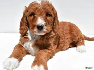 Mini Goldendoodle dogs for sale: Archer - Ad 4