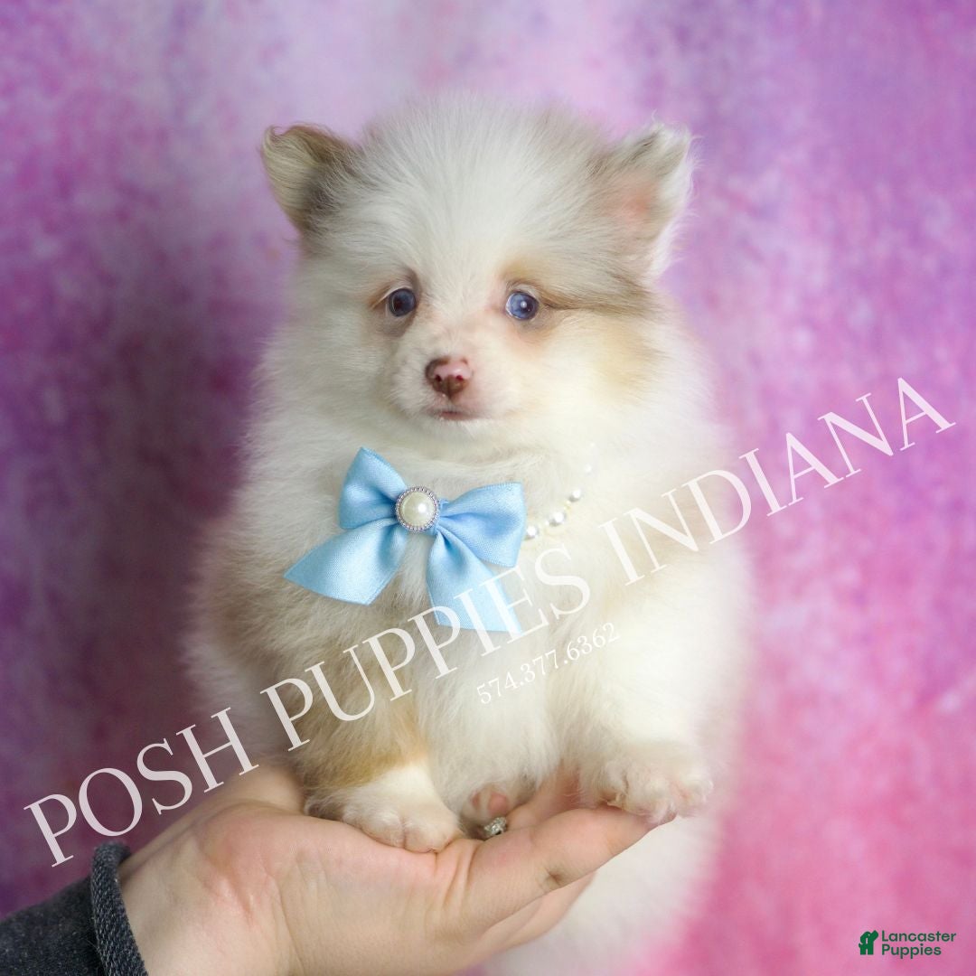 Pomeranian dogs for sale: Chai - Ad 6