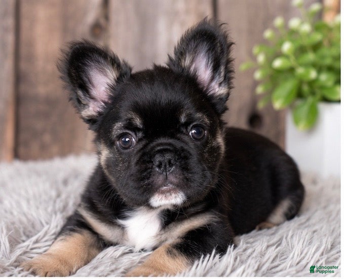 French Bulldog dogs for sale: French Bulldog Puppy 1 - Ad 3