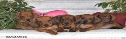Miniature Dachshund dogs for sale: Howie - Ad 3