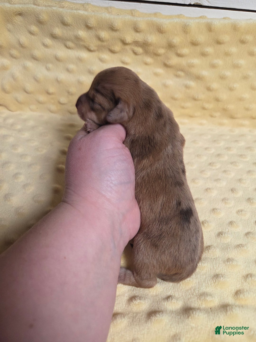 Mixed Breed dogs for sale: Twinkle - Ad 2