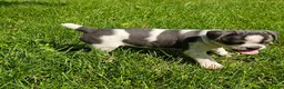Mixed Breed dogs for sale: Spot - Ad 13
