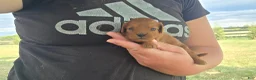 Cavapoo dogs for sale: Felicity - Ad 4