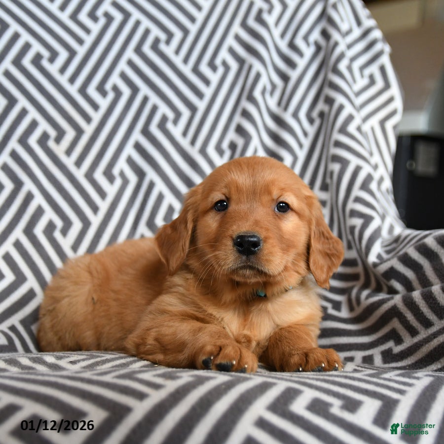 Golden Retriever dogs Lentil - Ad 34