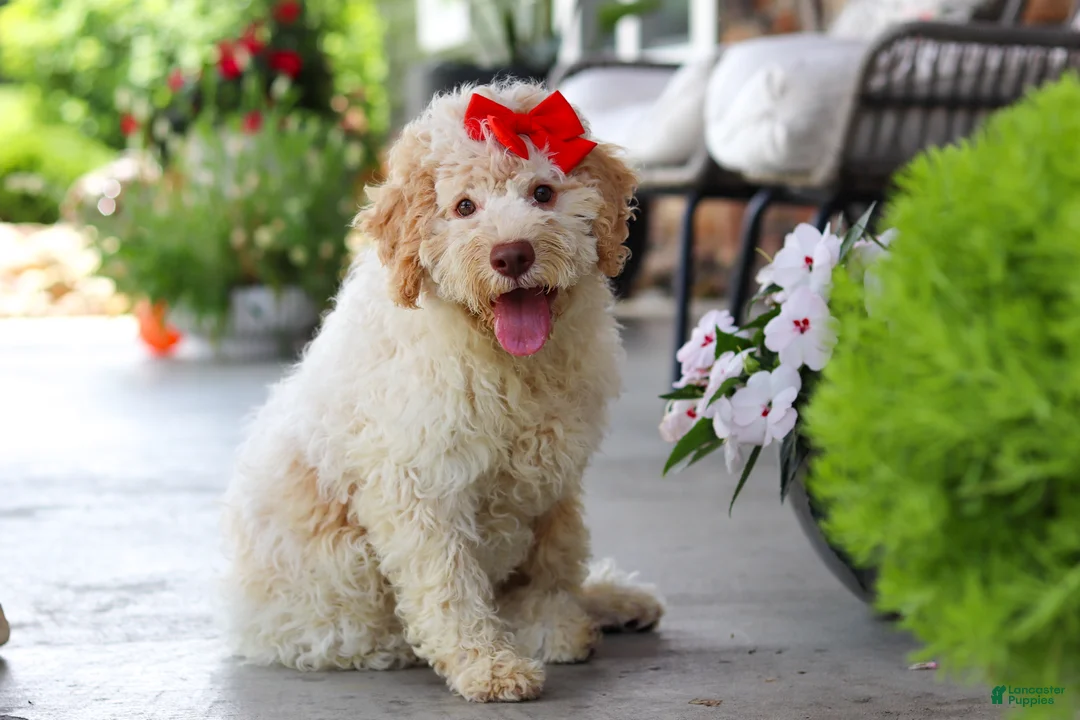 Lagotto Romagnolo dogs for sale: Kaylee - Ad 1