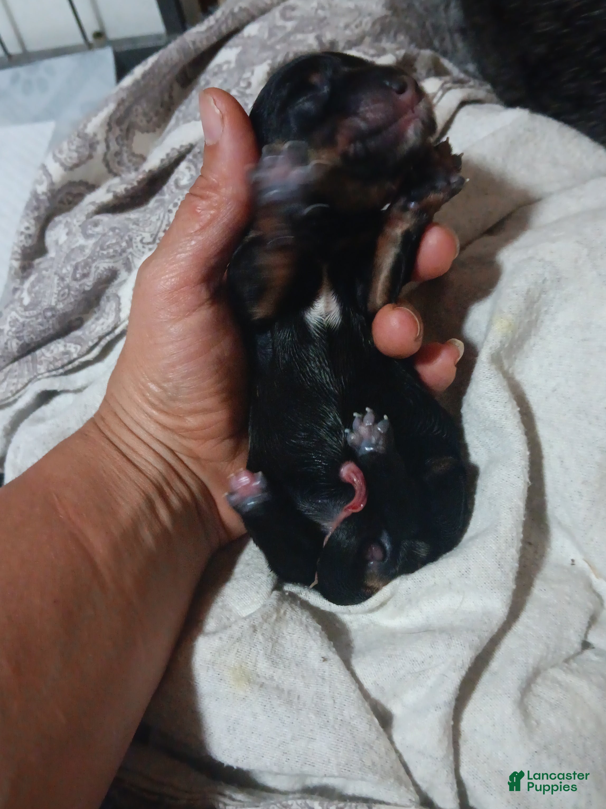 Miniature Dachshund dogs for sale: shera - Ad 1