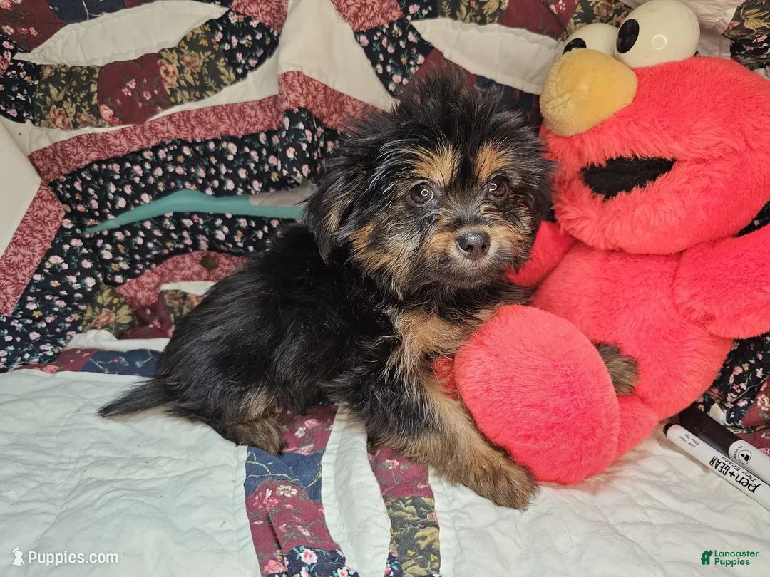 Mixed Breed dogs for sale: G. Buster [Yorkinese] - Ad 2