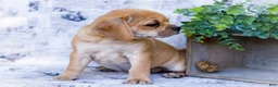 Puggle dogs for sale: Rosie - Ad 6