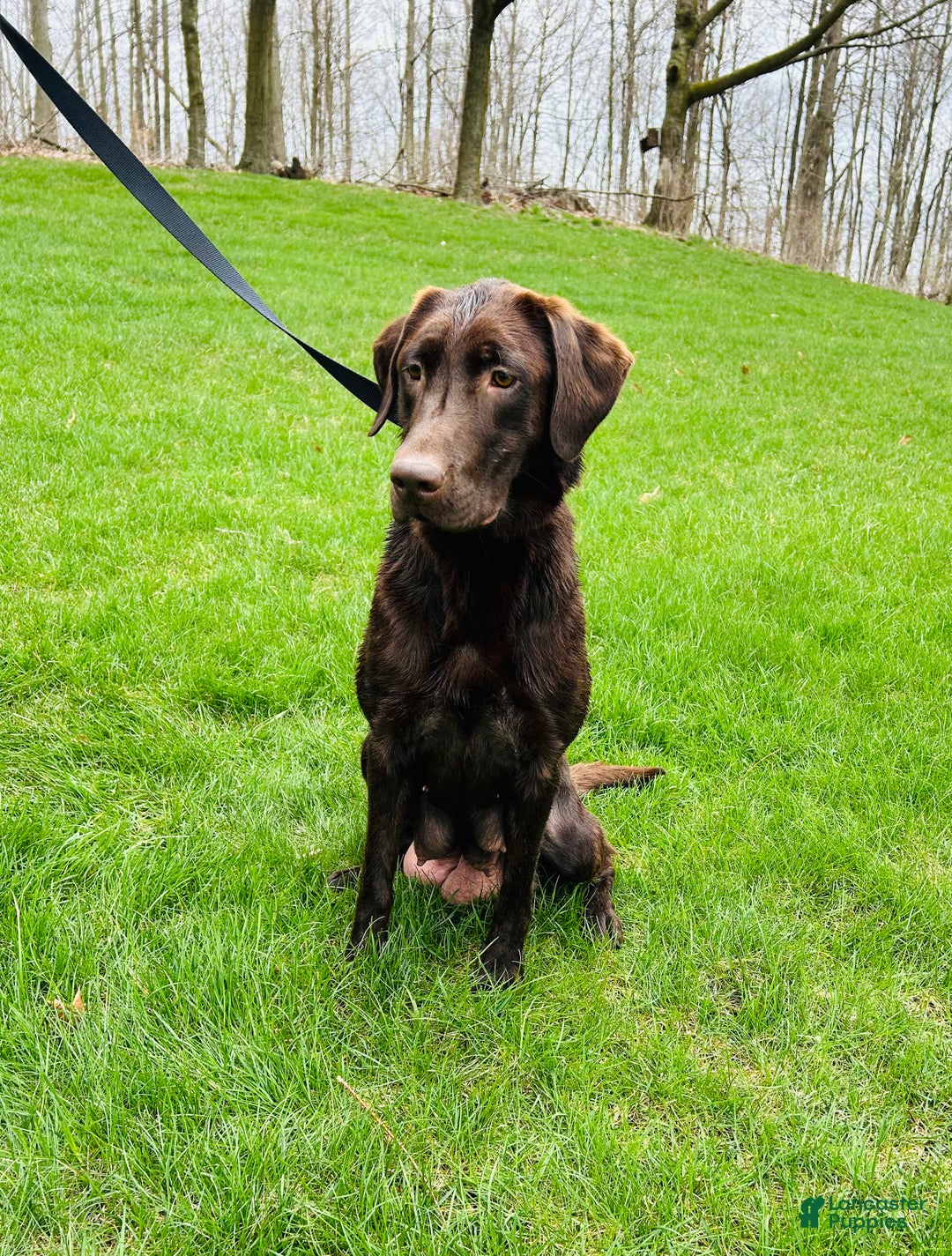 Labrador Retriever dogs for sale: Merry - Ad 7