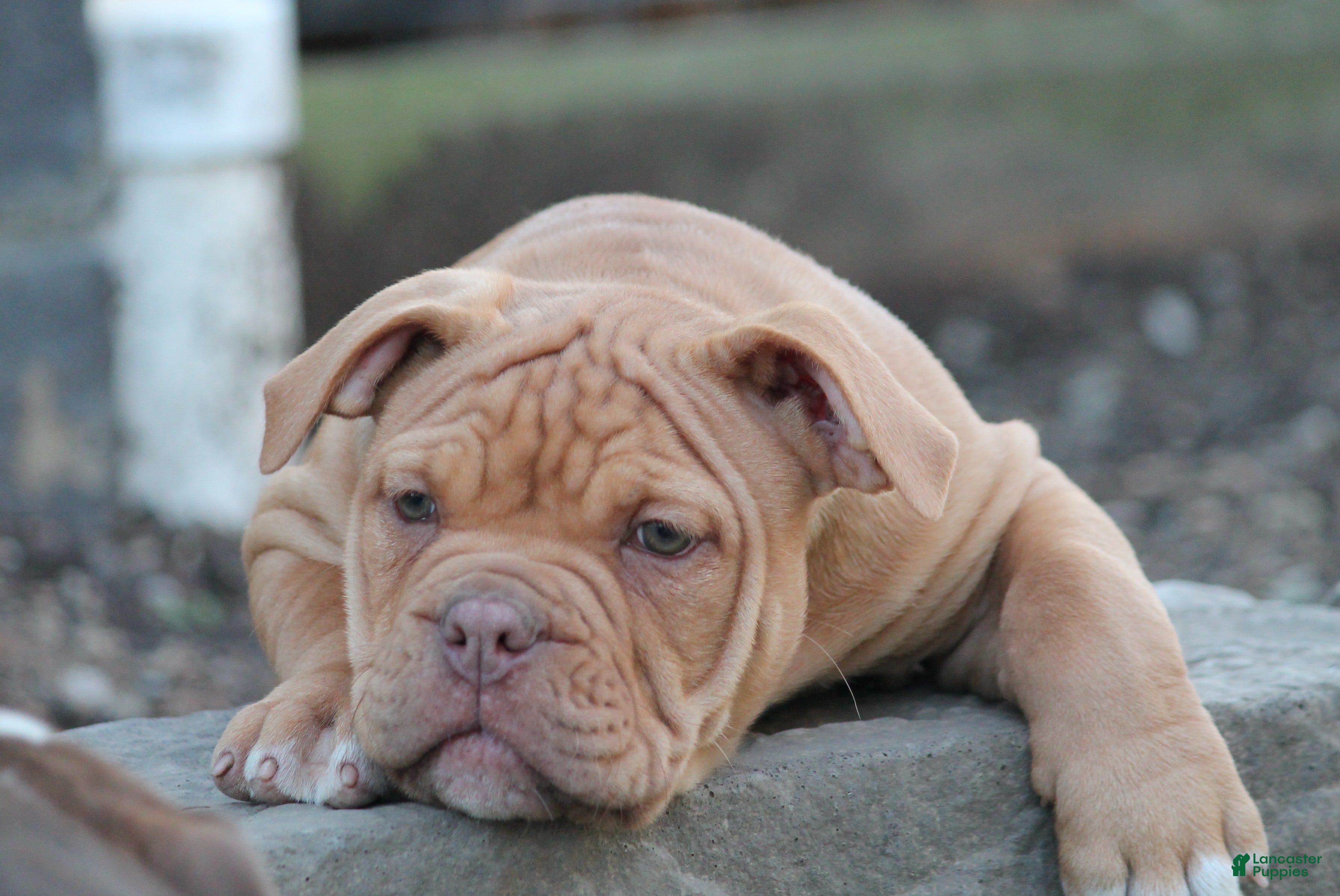 Olde English Bulldogge dogs for sale: Bluegates BETTY - Ad 1