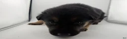 German Shepherd dogs for sale: Daisy - Ad 19