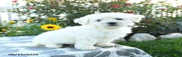 Bichon Frise dogs for sale: Lemon - Ad 4