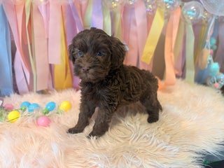 Australian Labradoodle dogs Clair Australian Labradoodle Puppy 2 - Ad 2