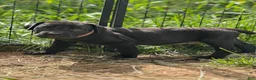 Cane Corso dogs for sale: Popeye  - Ad 2