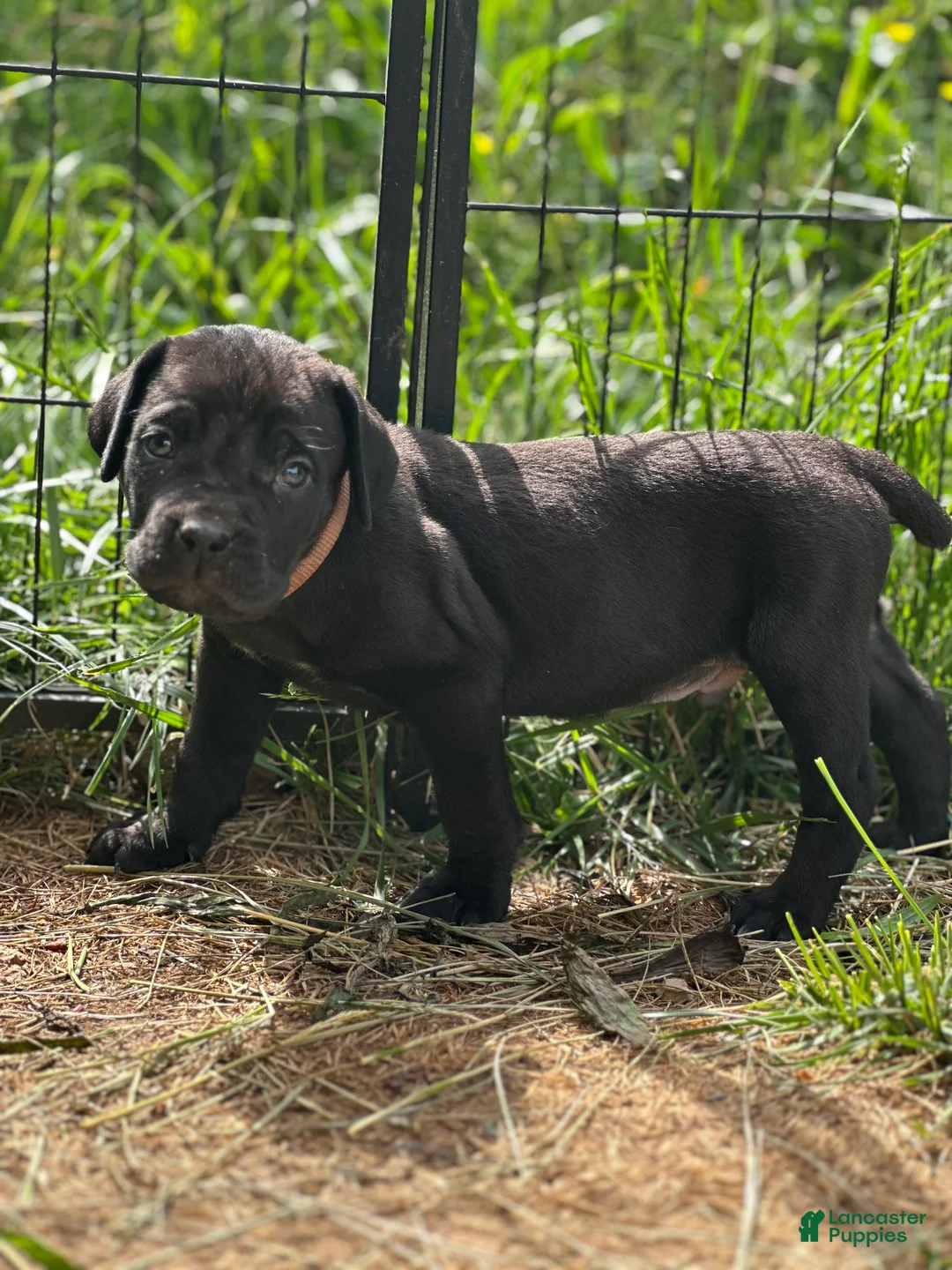 Cane Corso dogs for sale: Popeye  - Ad 2