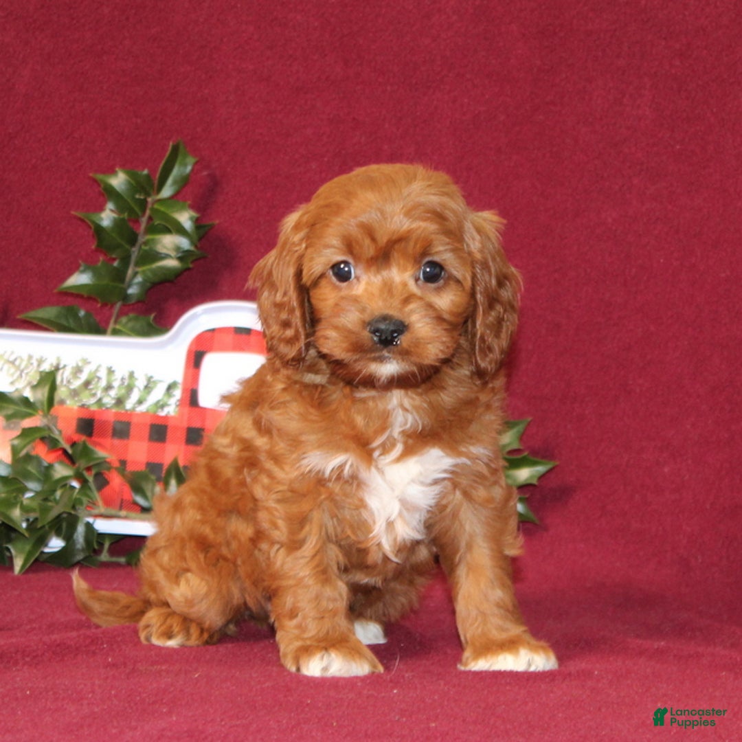 Cavapoo dogs for sale: Cowboy - Ad 1