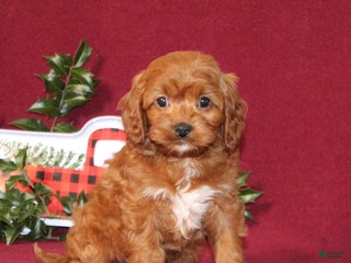 Cavapoo dogs Cowboy - Ad 37