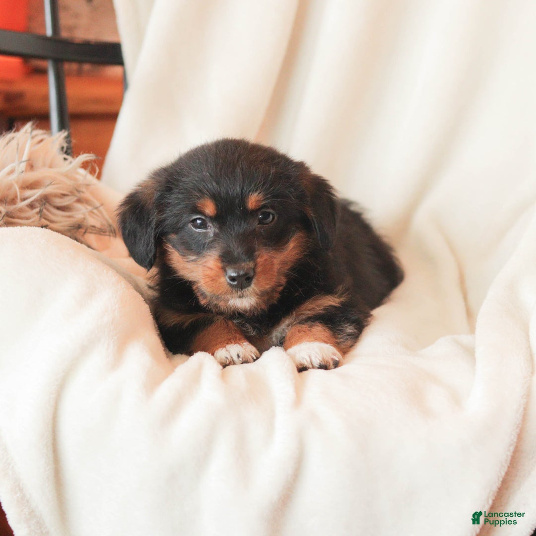 Mixed Breed dogs for sale: Nellie  - Ad 1
