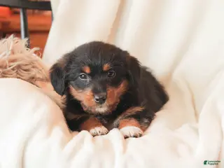 Mixed Breed dogs Nellie - Ad 1