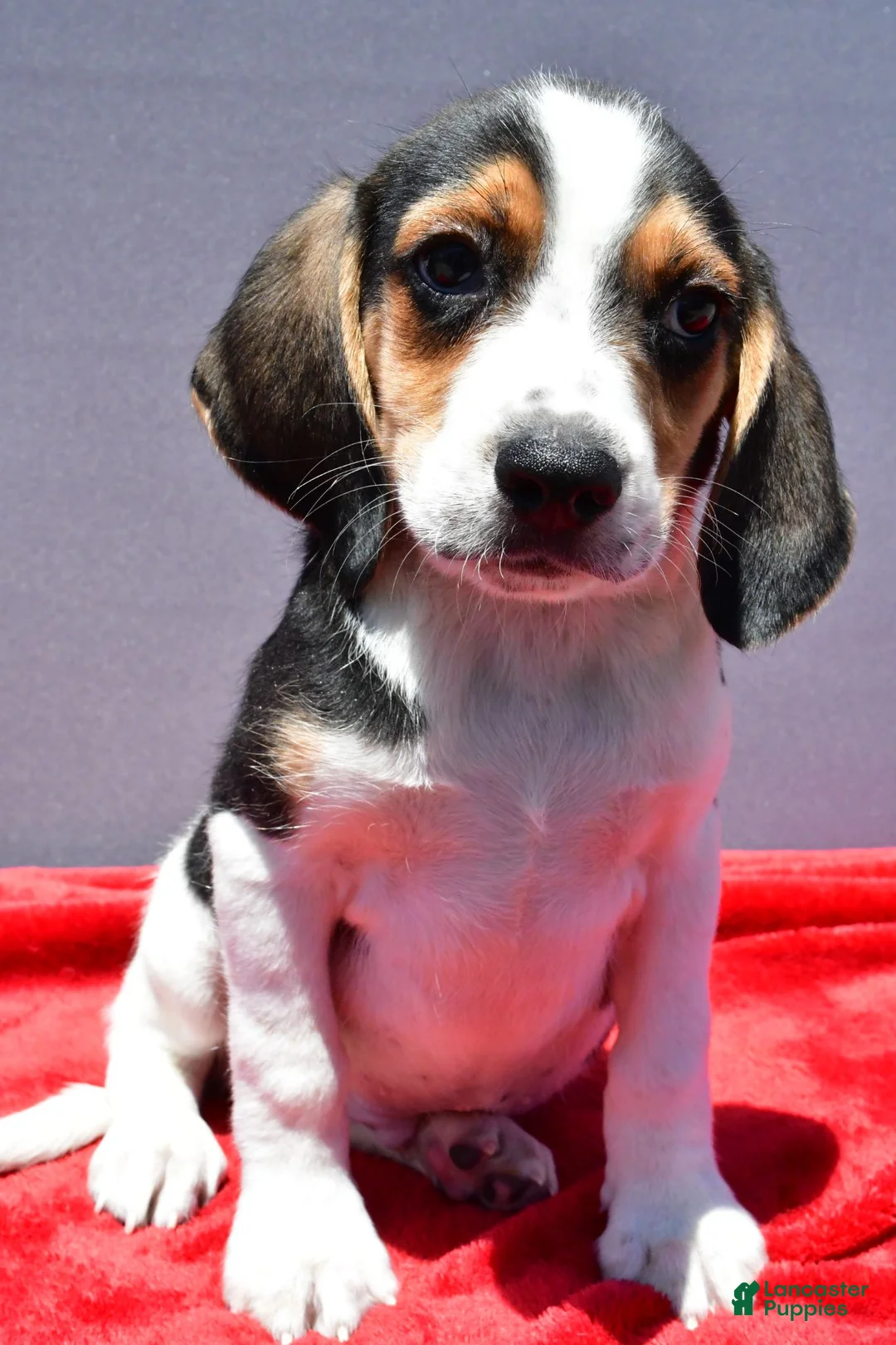 Beagle dogs for sale: Roy - Ad 1