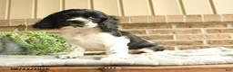 English Cocker Spaniel dogs for sale: Charlie - Ad 1