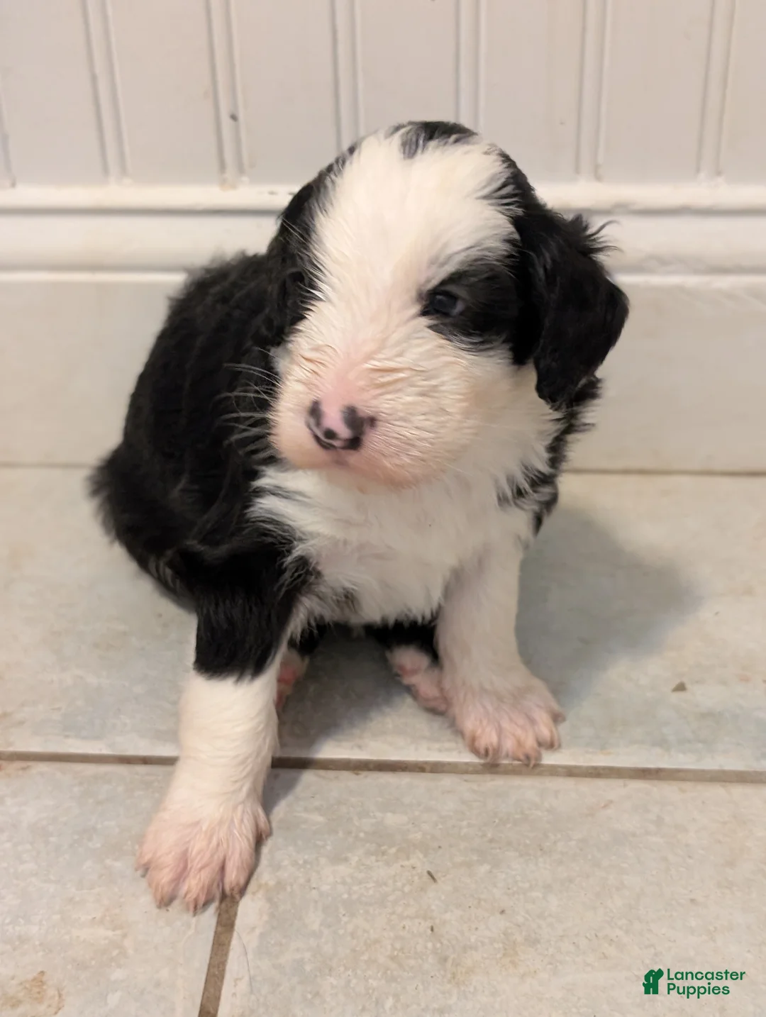Sheepadoodle dogs for sale: Sheepadoodle Puppy 1 - Ad 2