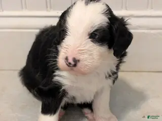 Sheepadoodle dogs Sheepadoodle Puppy 1 - Ad 1