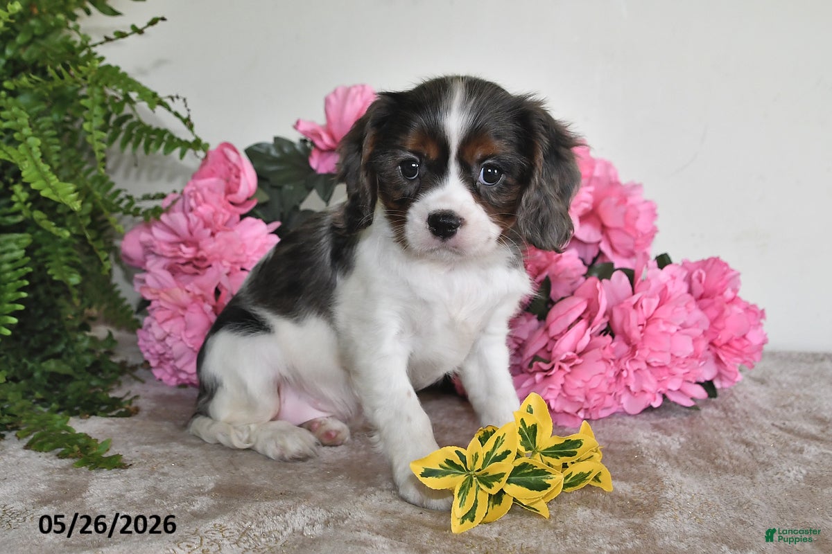 Cavalier King Charles Spaniel dogs Bella - Ad 2