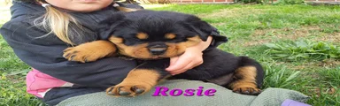 AKC Rosie 