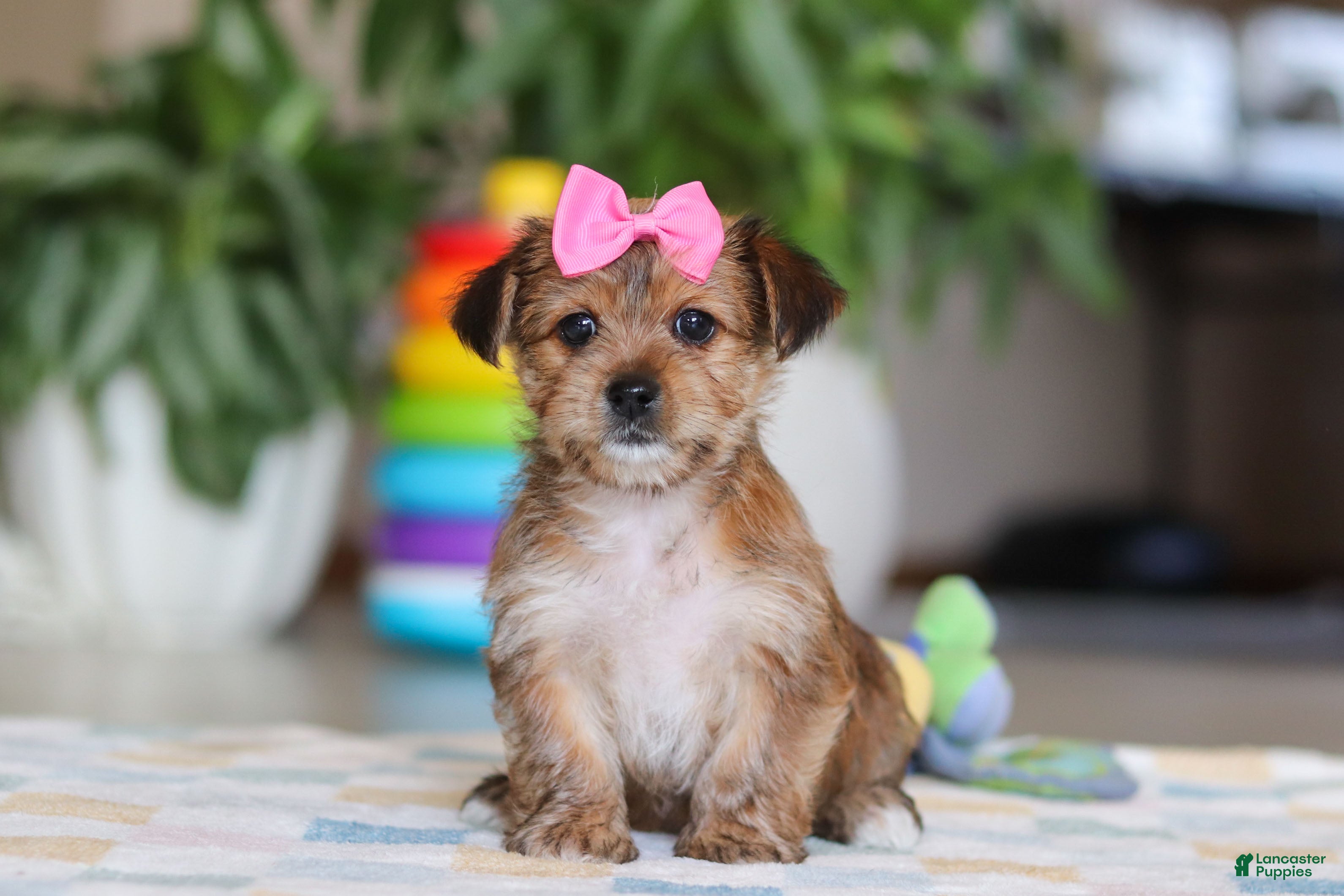 Morkie dogs Karis - Ad 2