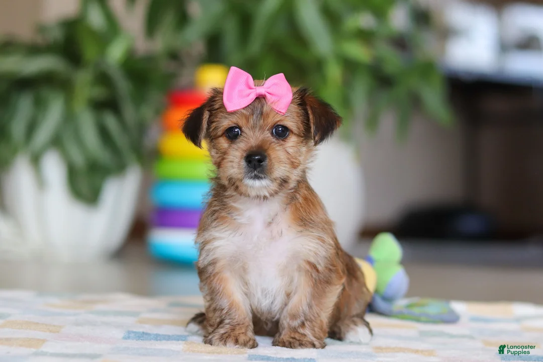 Morkie dogs for sale: Karis - Ad 2