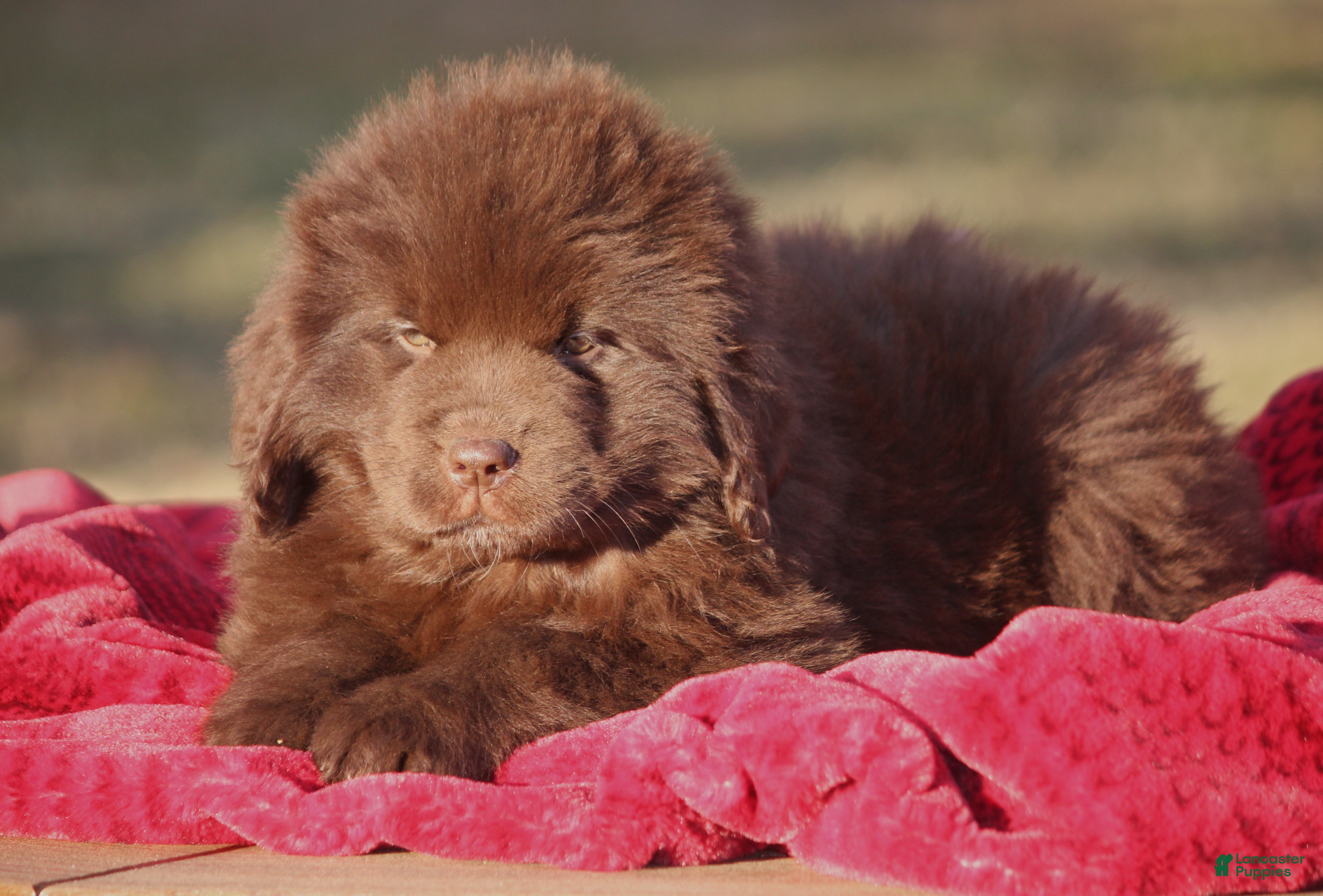 Newfoundland dogs Pansy  - Ad 5