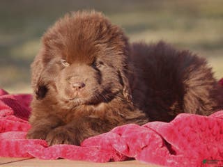 Newfoundland dogs Pansy - Ad 1