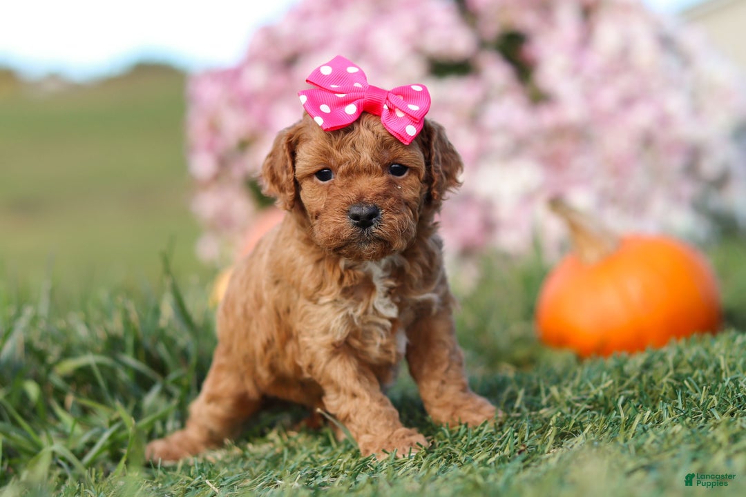 Cavapoo dogs for sale: Bella - Ad 2
