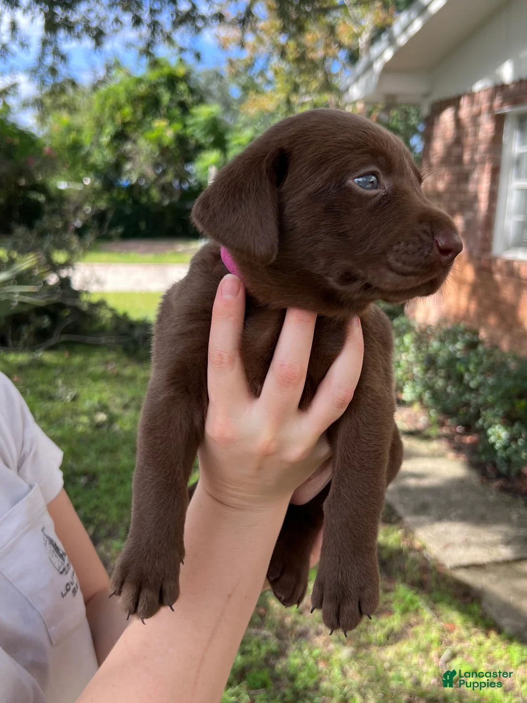 Labrador Retriever dogs for sale: Pink - Ad 1
