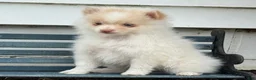 Pomeranian dogs for sale: Wilder - Ad 8