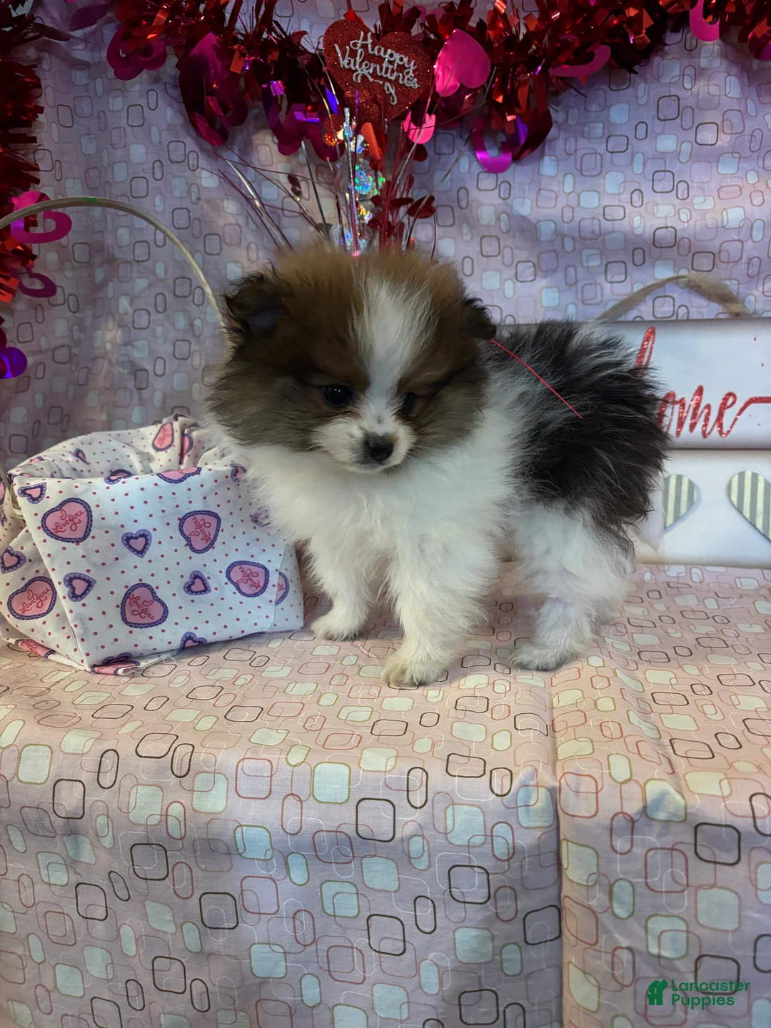 Pomeranian dogs for sale: Gillie - Ad 2