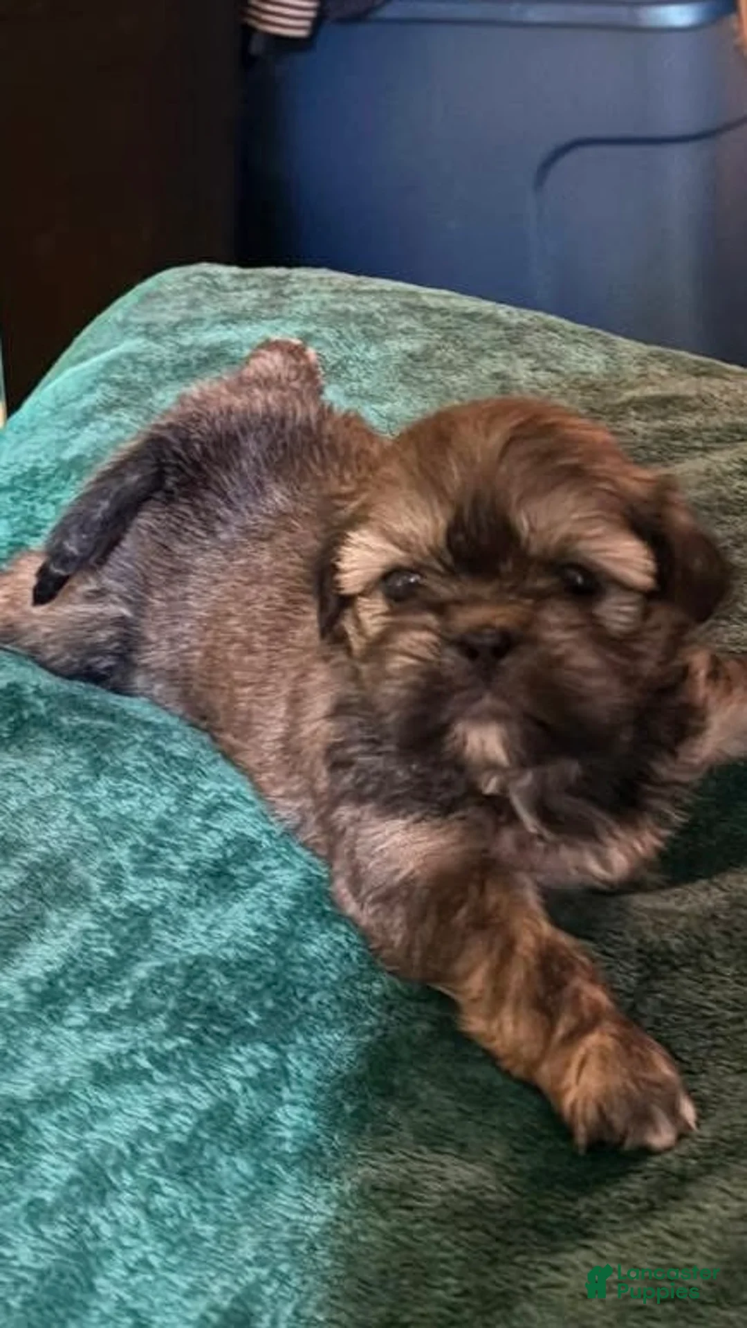 Shih Tzu dogs for sale: Shih Tzu Puppy 4 - Ad 2