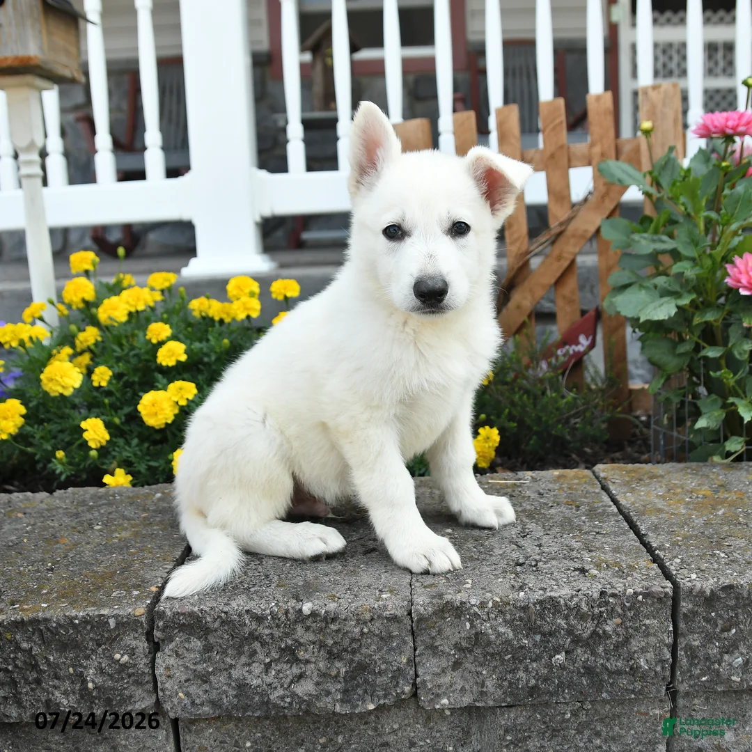 German Shepherd dogs for sale: Kade - Ad 1