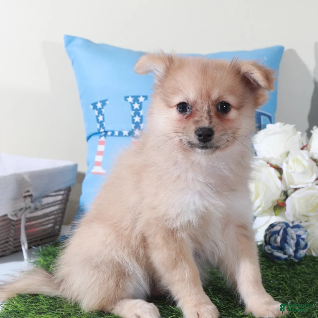 Pomeranian dogs for sale: Marty-Spunky Little ACA Pomeranian Puppy - Ad 4