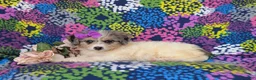 Mini Bernedoodle dogs for sale: Gianna Hypoallergenic - Ad 4